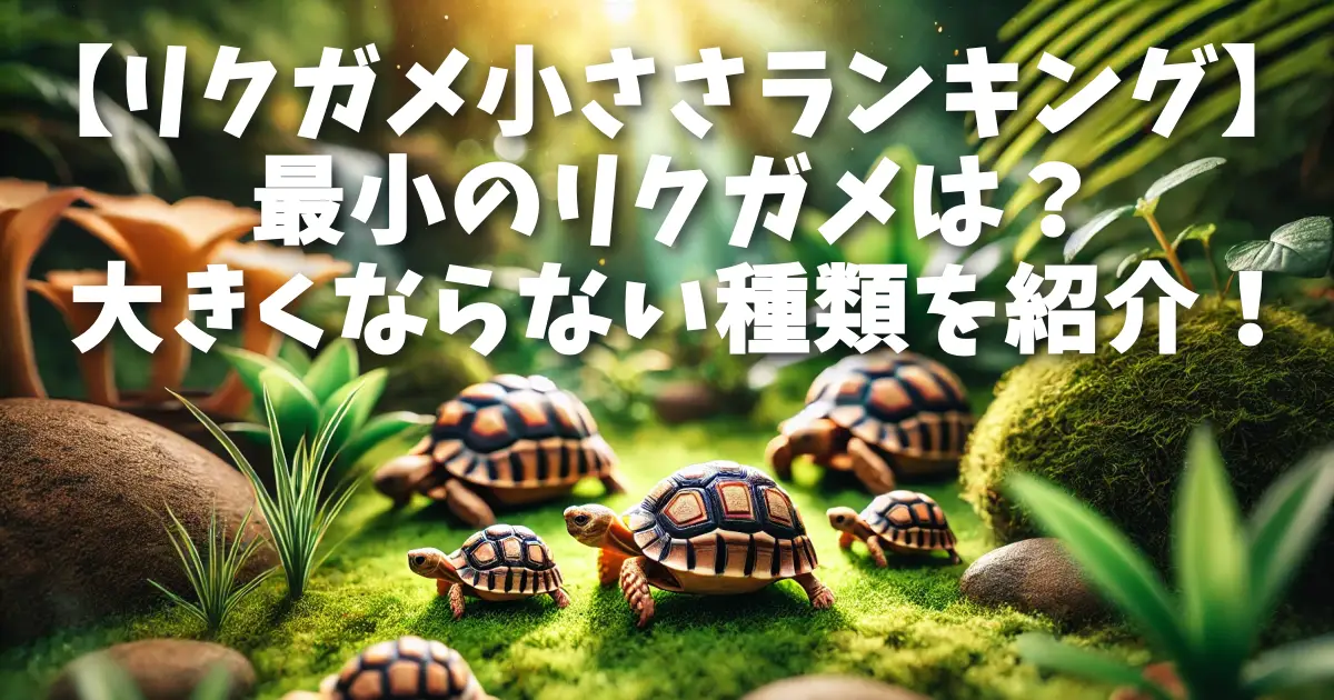 【リクガメ小ささランキング】最小のリクガメは？大きくならない種類を紹介！