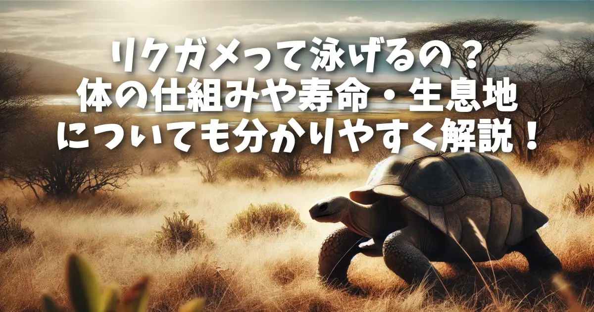 リクガメって泳げるの？体の仕組みや寿命・生息地についても分かりやすく解説！