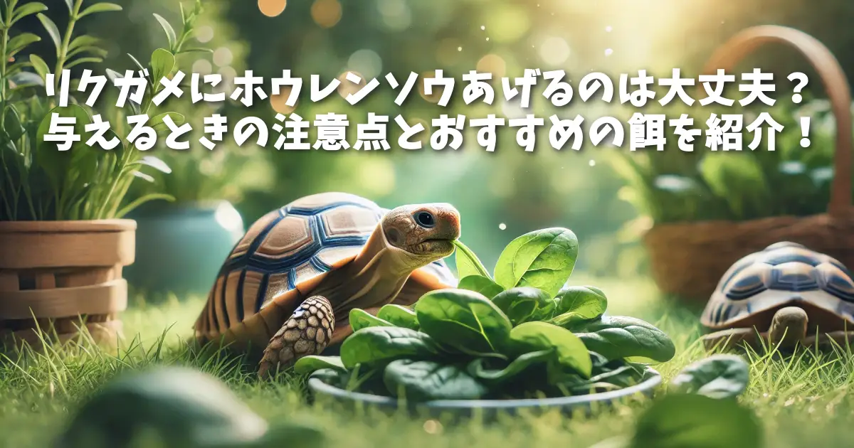 リクガメにホウレンソウあげるのは大丈夫？与えるときの注意点とおすすめの餌を紹介！