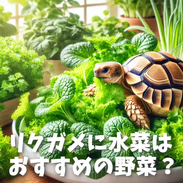 リクガメに水菜はおすすめの野菜？