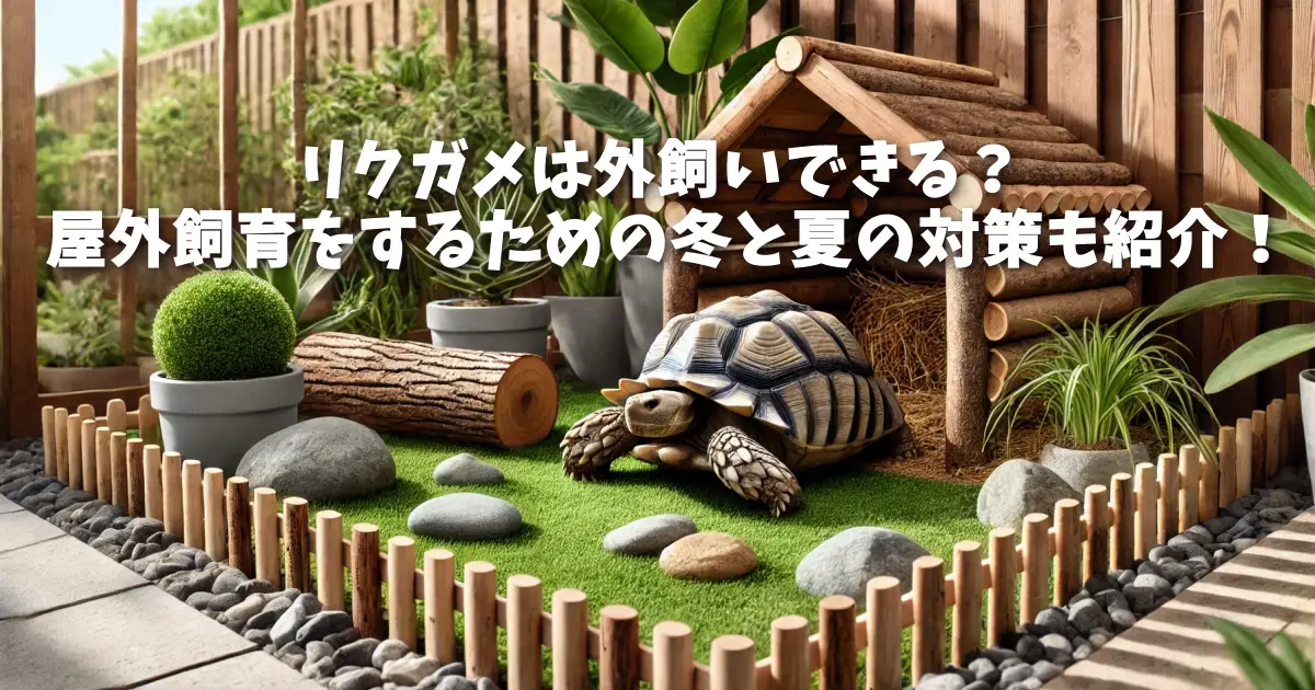 リクガメは外飼いできる？屋外飼育をするための冬と夏の対策も紹介！